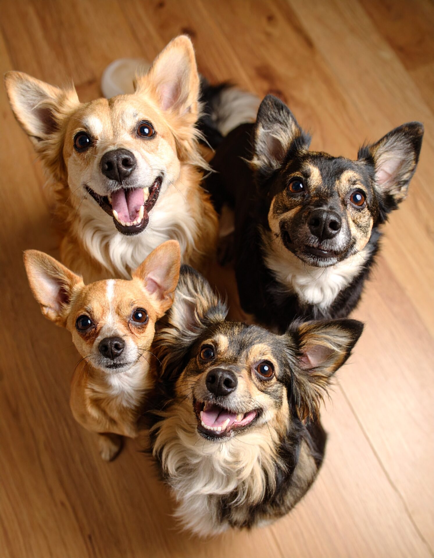 happy dogs looking up