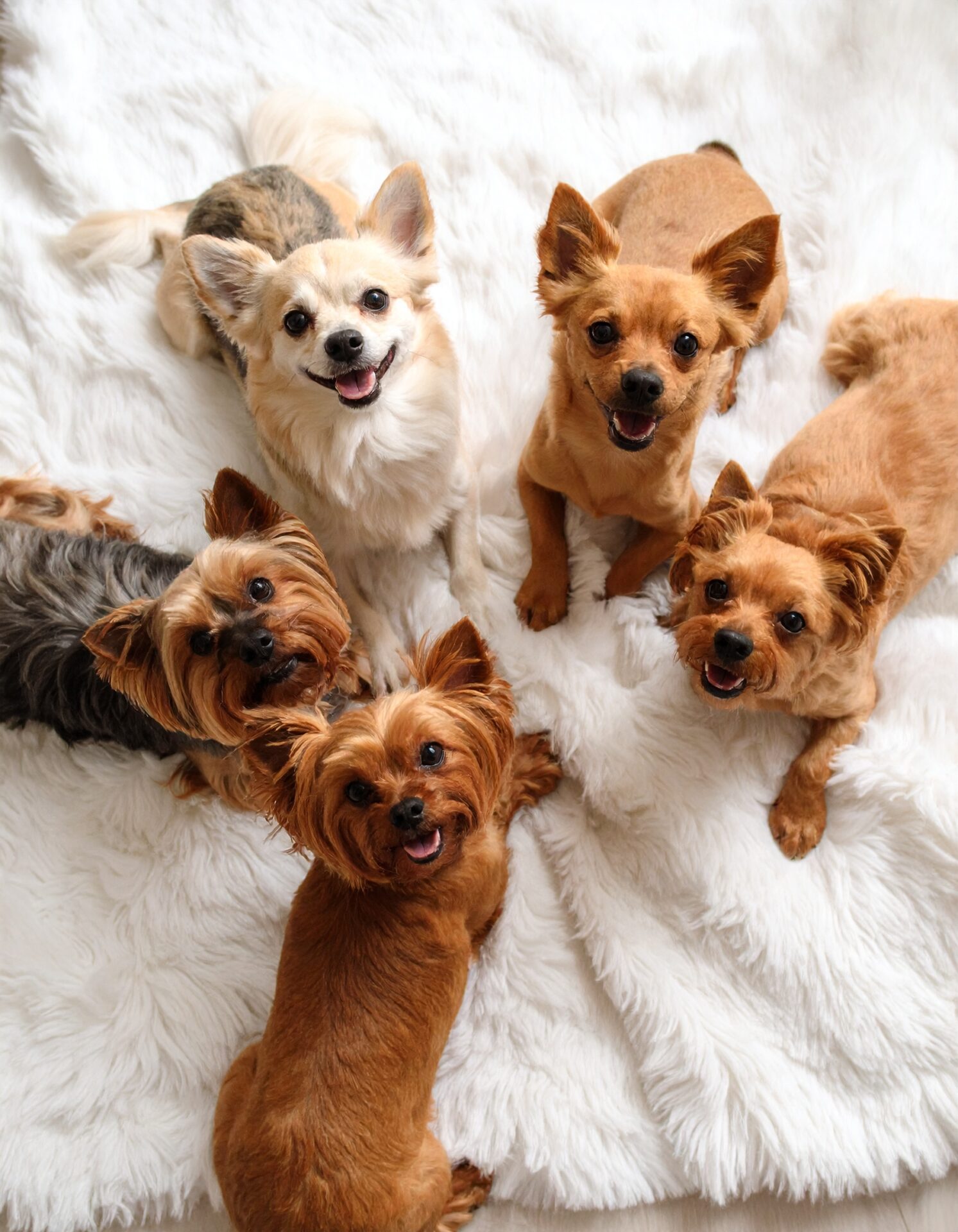happy small dogs on a rug